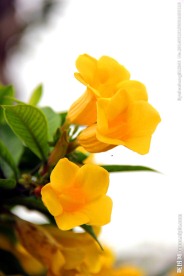 黄蝉花