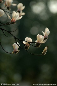 白玉兰
