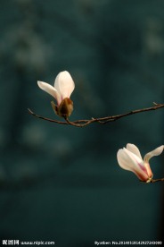 白玉兰