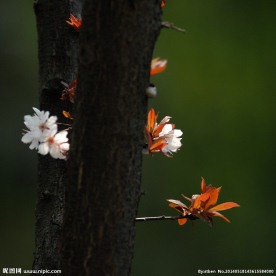 梅花