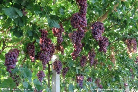 葡萄