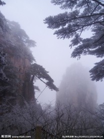探海松