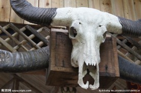 牛骷髅