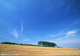 麦田