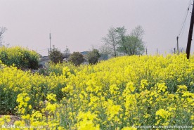 油菜花地