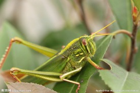 蝗虫图片