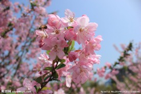 美丽樱花