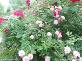 月季花摄影