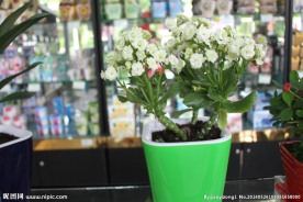 近拍小花盆