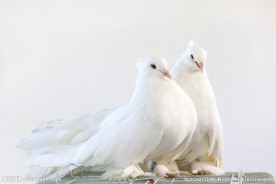 鸽子和平鸽