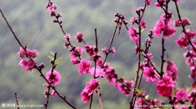 雨中桃花