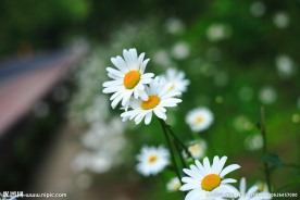白菊花