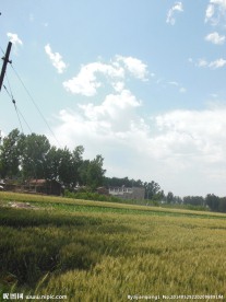 高清麦田风景