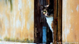 家猫
