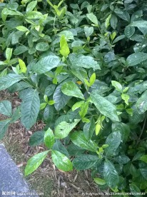 雨中的绿色植物