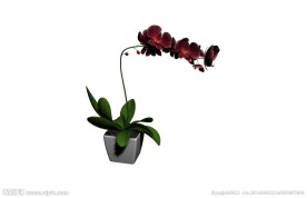 鲜花模型