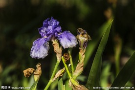 鸢尾花