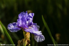紫色鸢尾花