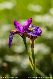 鸢尾花