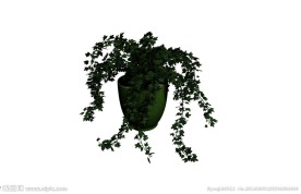 植物模型