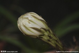 花盛球