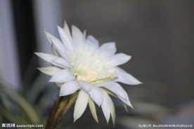 花盛球