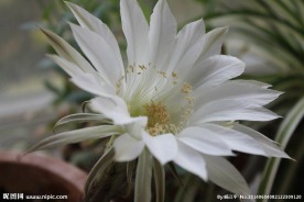 花盛球