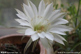 花盛球