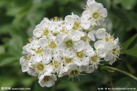 山楂花