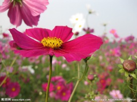 非洲菊