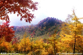 红叶五花山