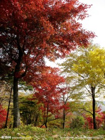 红叶五花山