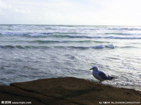 新西兰鸟岛风光