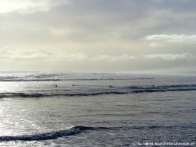 新西兰鸟岛风光