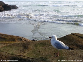 新西兰鸟岛风光