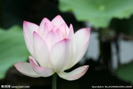 莲花 荷花 高清