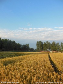 高清麦田风景