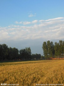 高清麦田风景