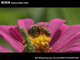 花朵蜜蜂视频素材