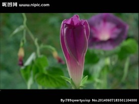 花朵盛开视频素材
