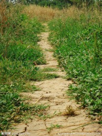 土路