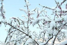 雪中的桃花