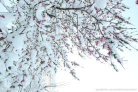 雪中的桃花