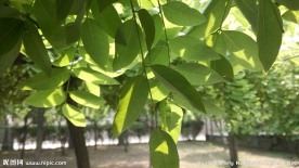 树叶