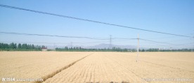 麦田