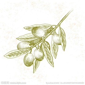 橄榄