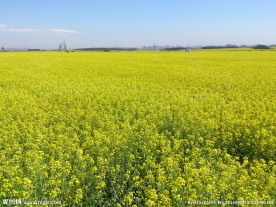 罗平油菜花田