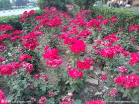 月季花摄影
