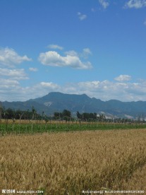 麦田风景