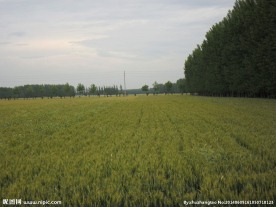 麦田